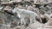 PICTURES/Mount Evans and The Highest Paved Road in N.A - Denver CO/t_Goat23.JPG